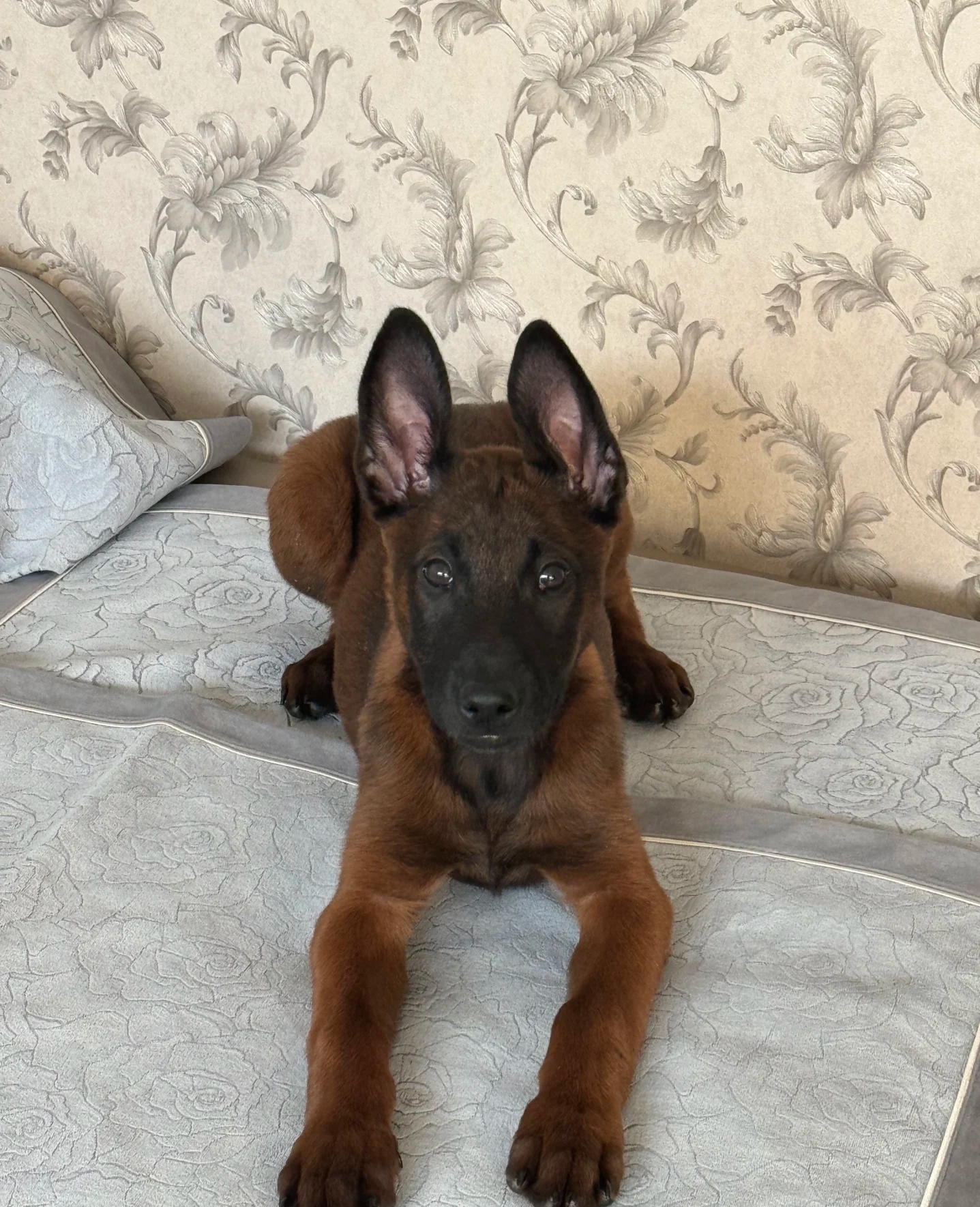 爆红小马犬三个月